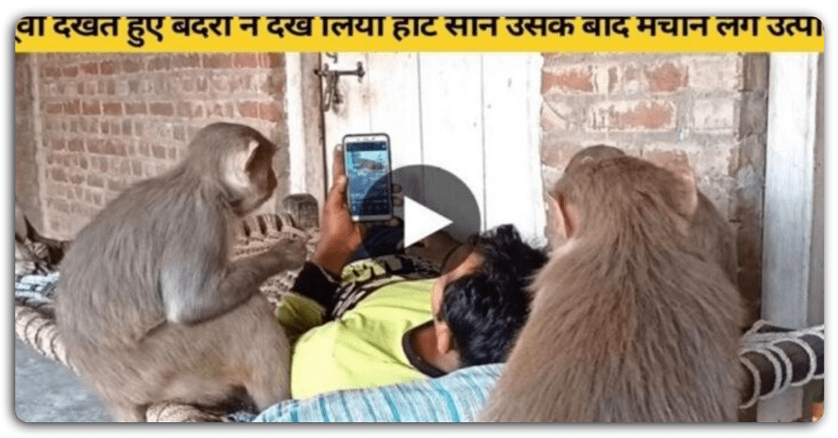 बंदरों ने मोबाइल में देखा हॉट सीन फिर मचाया धमाल, वीडियो वायरल