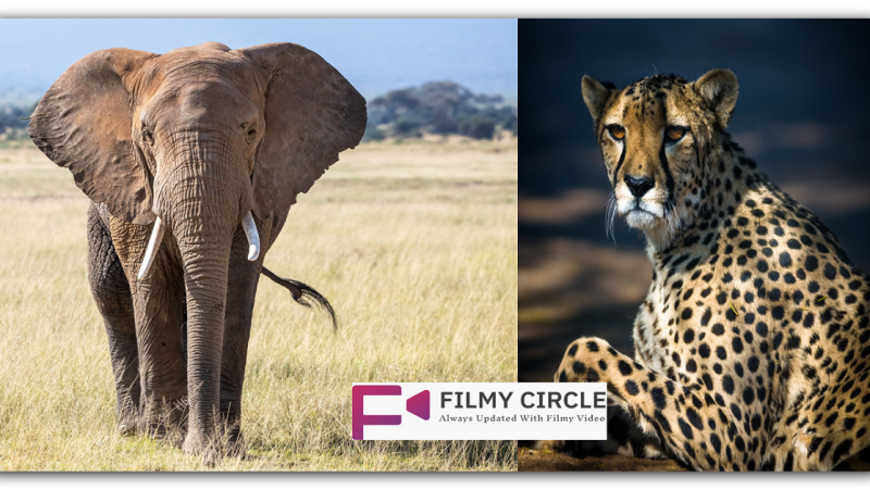 नामीबिया से आए 8 अफ्रीकी चीतों के बाड़ों के बाहर तैनात किए गए 2 भारतीय हाथी, जानिए क्या है वजह